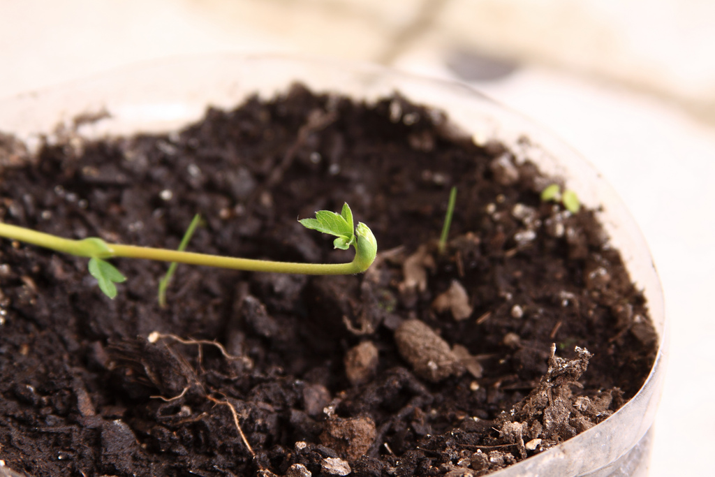 Les différences entre le compost et le terreau