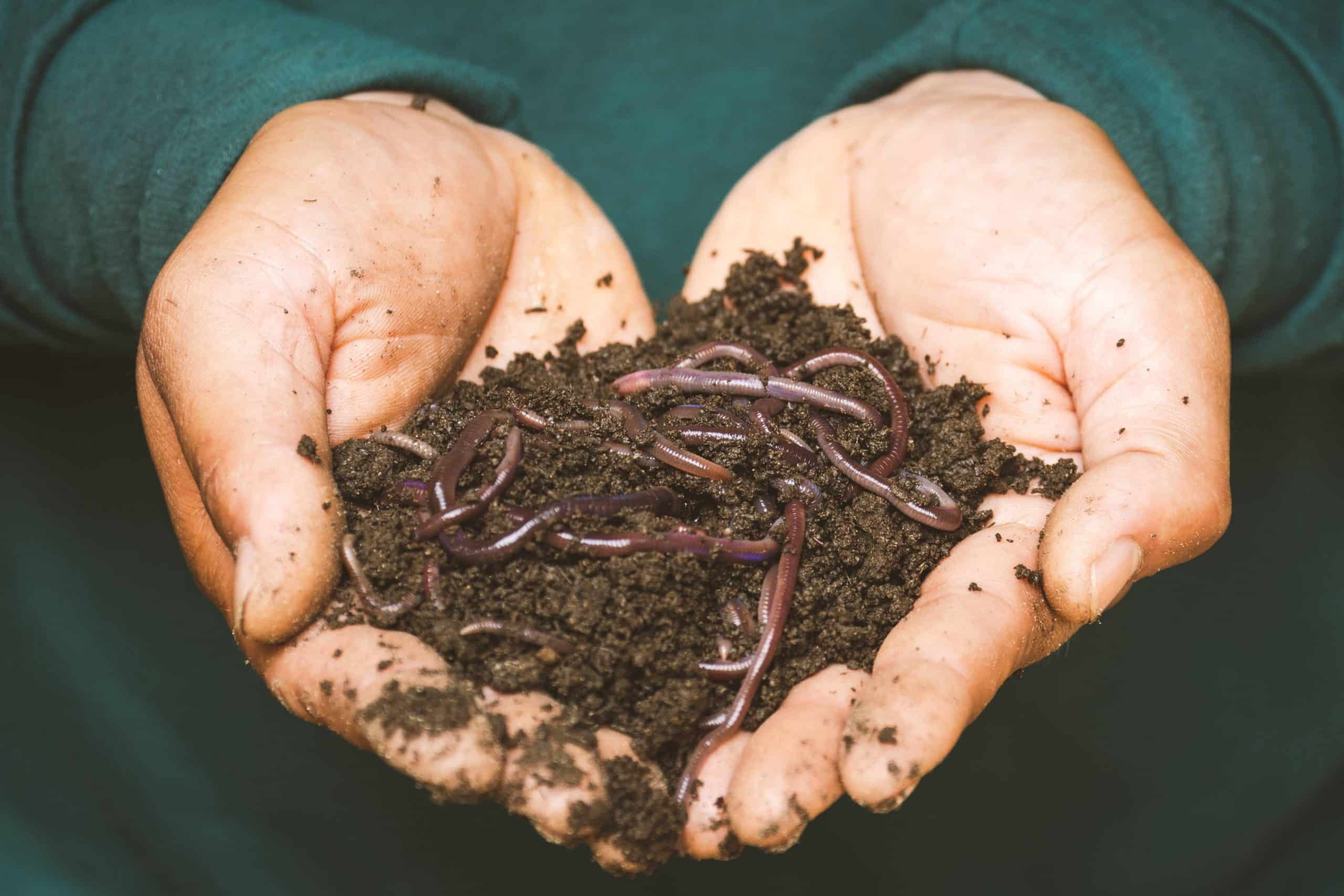 Qu’est-ce que le compost ?