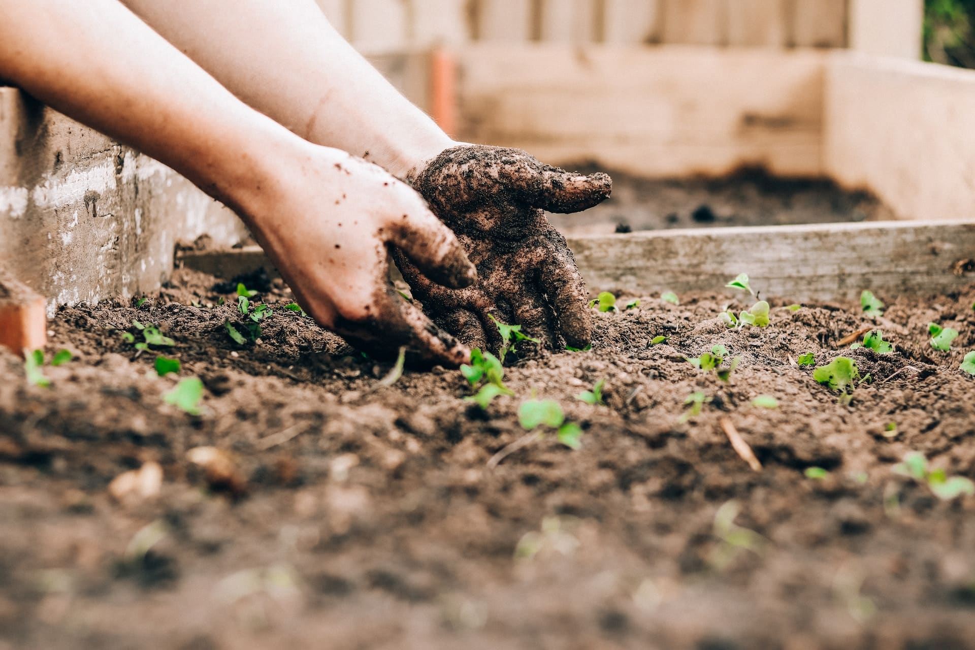 Comment organiser son potager ?