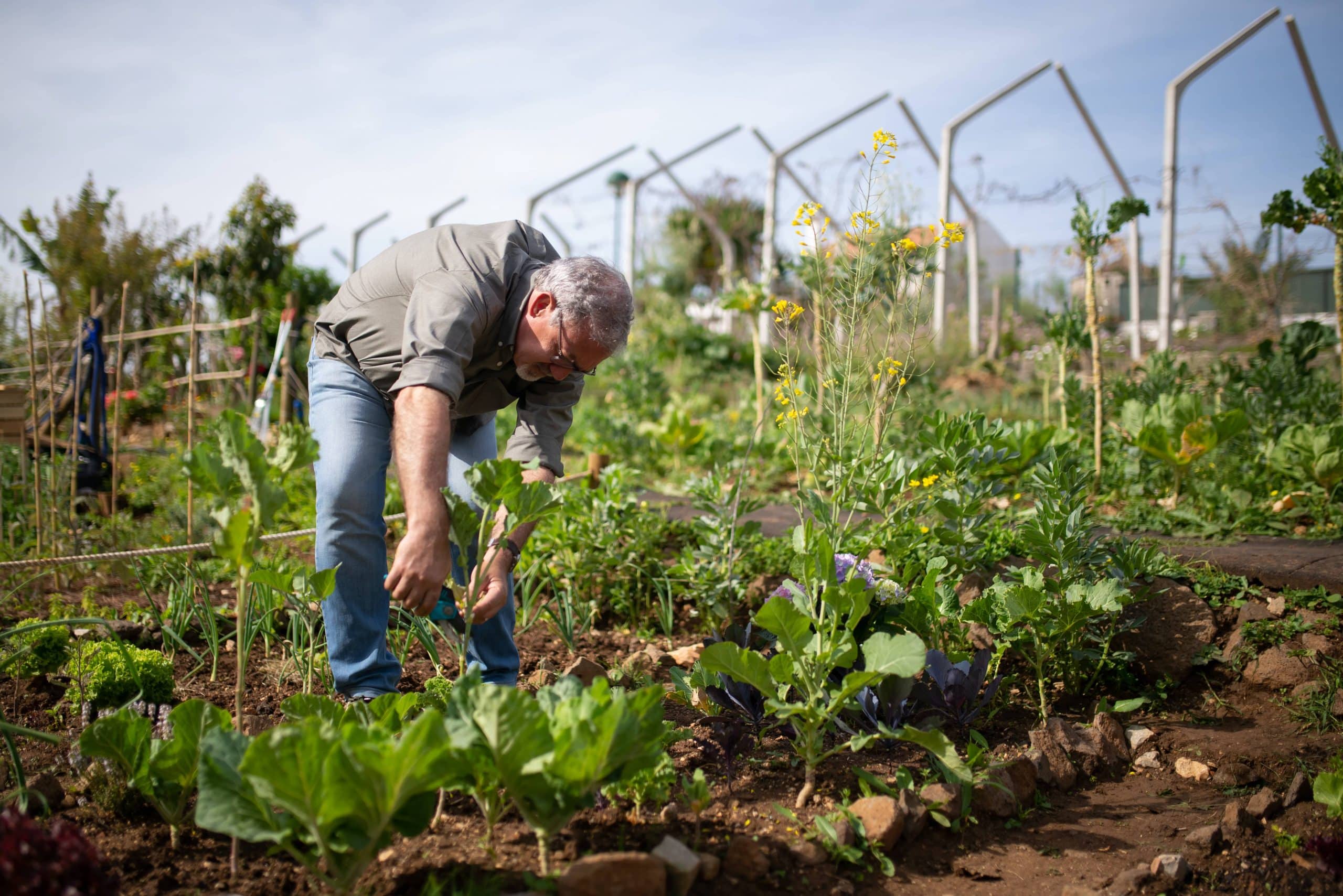 Comment faire pousser de la vigne ?